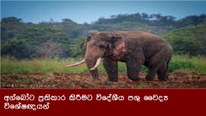 අග්බෝට ප්‍රතිකාර කිරීමට විදේශීය පශු වෛද්‍ය විශේෂඥයන්