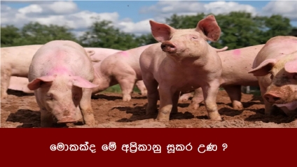 මොකක්ද මේ අප්‍රිකානු සූකර උණ ?