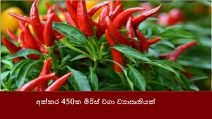 අක්කර 450ක මිරිස් වගා ව්‍යාපෘතියක්