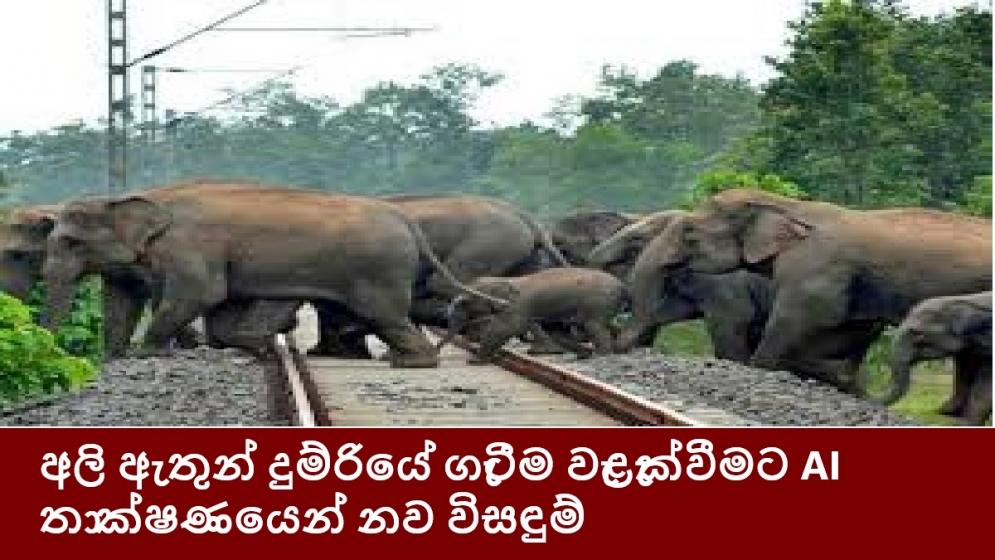 අලි ඇතුන් දුම්රියේ ගැටීම වැළැක්වීමට AI තාක්ෂණයෙන් නව විසඳුම්