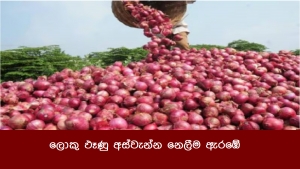 ලොකු ඵෑණු අස්වැන්න නෙලීම ඇරඹේ